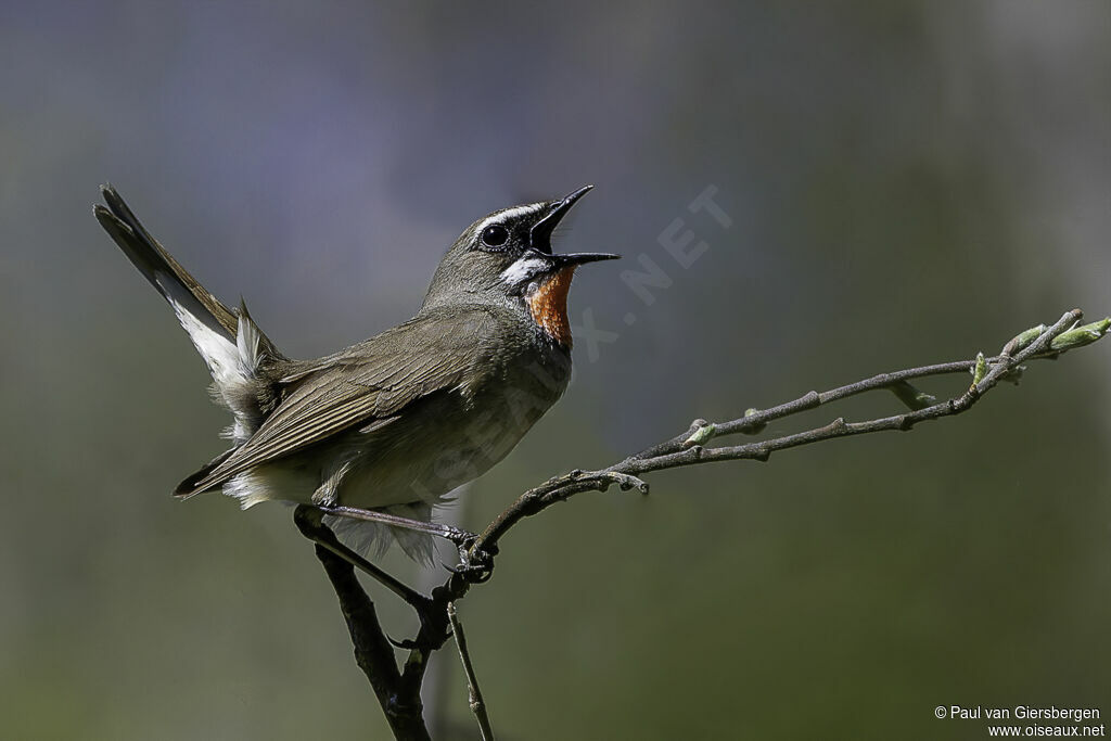 Siberian Rubythroat male adult