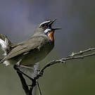 Rossignol calliope