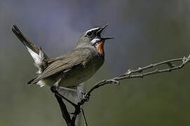 Siberian Rubythroat