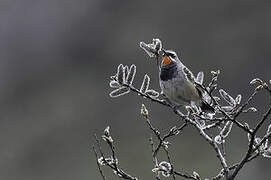 Chinese Rubythroat