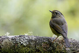 Collared Bush Robin