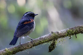 Collared Bush Robin