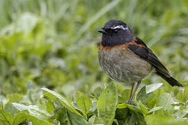 Collared Bush Robin