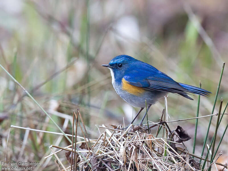 Himalayan Bluetail male adult breeding, identification