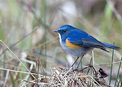 Himalayan Bluetail