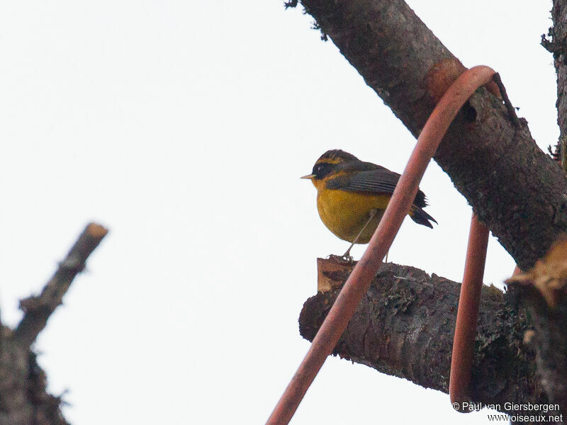 Golden Bush Robin