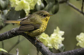 Golden Bush Robin