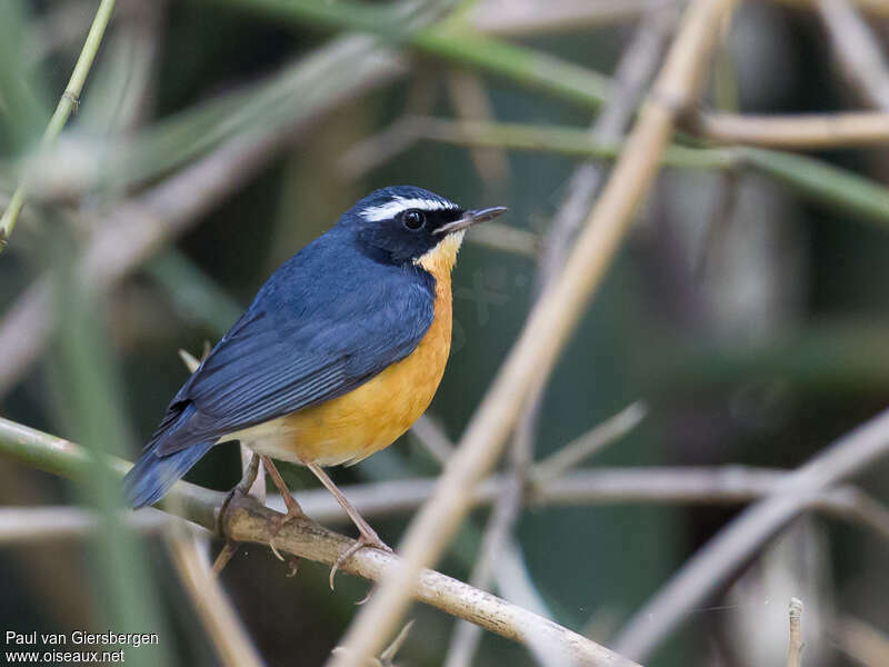 Indian Blue Robin male adult breeding, identification