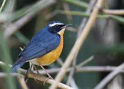 Indian Blue Robin