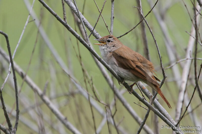 Common Nightingale