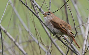 Common Nightingale