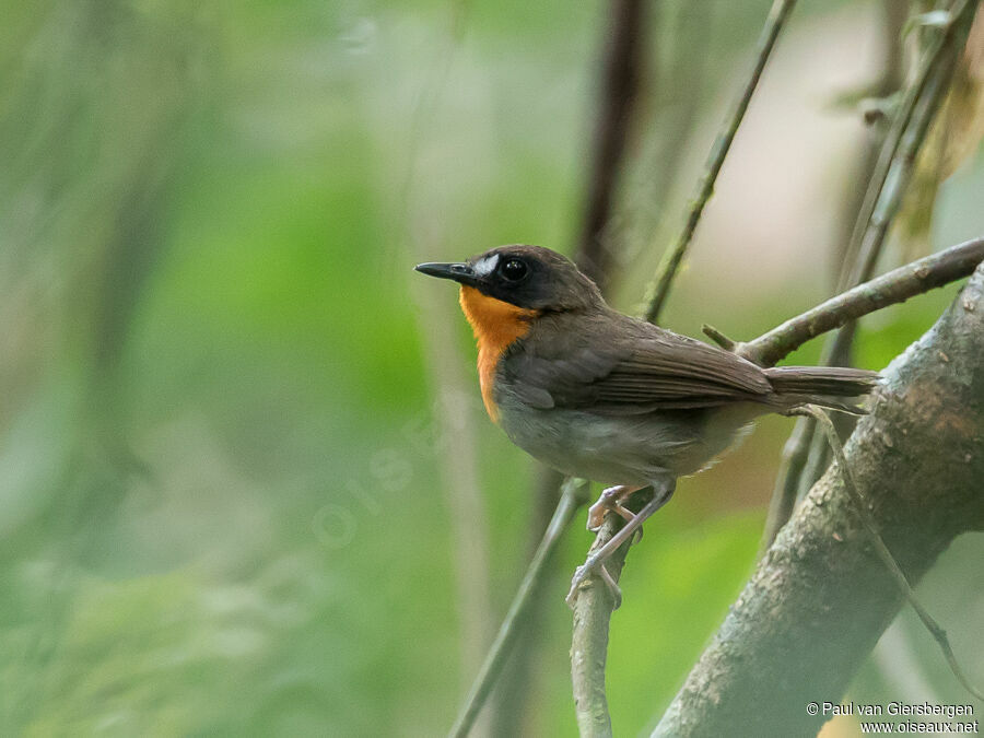 Forest Robinadult