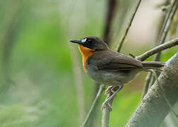 Forest Robin