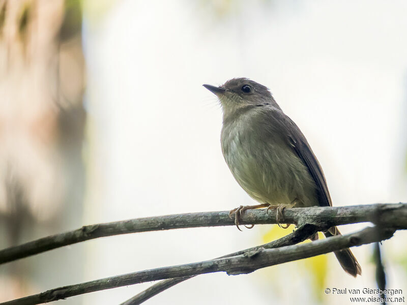 Gabela Akalatadult