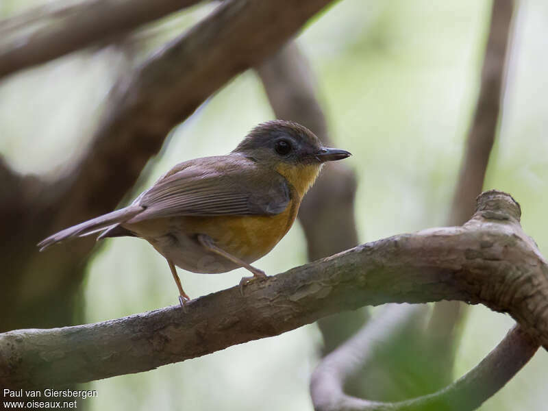 East Coast Akalatadult, identification