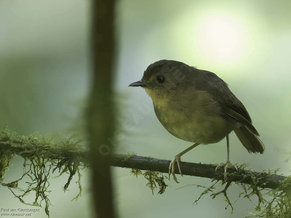 Rougegorge de l'Iringaadulte, identification