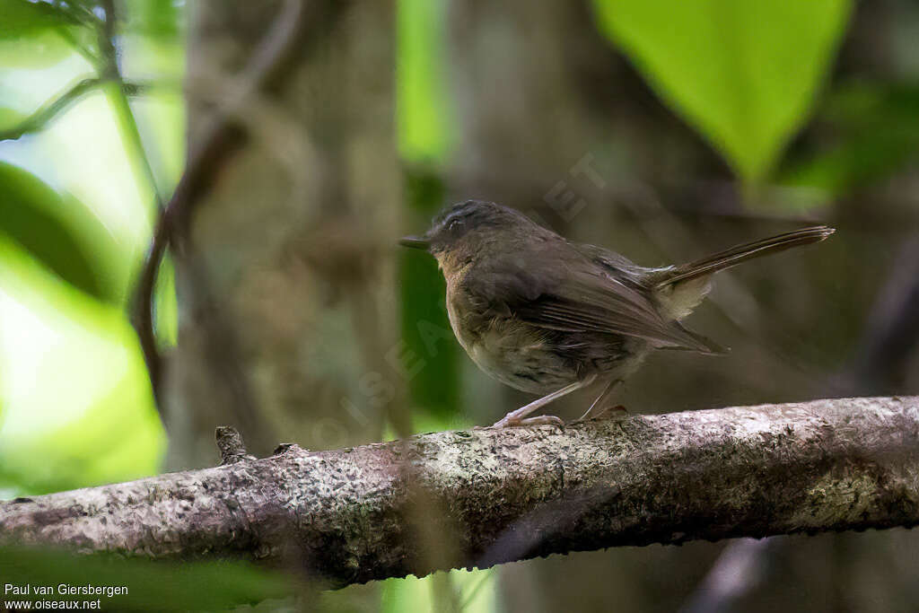 Sharpe's Akalatadult, identification