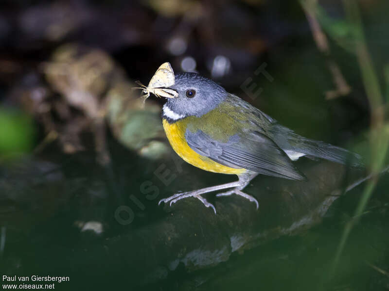 Rougegorge de Swynnerton mâle adulte, identification