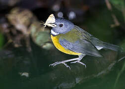 Swynnerton's Robin