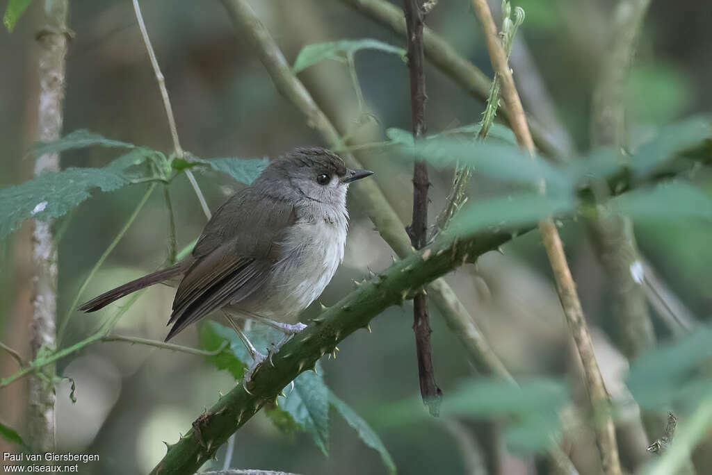 Rougegorge des Usambaraadulte, identification