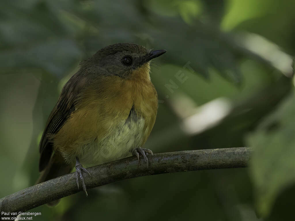 Rougegorge équatorialadulte, portrait