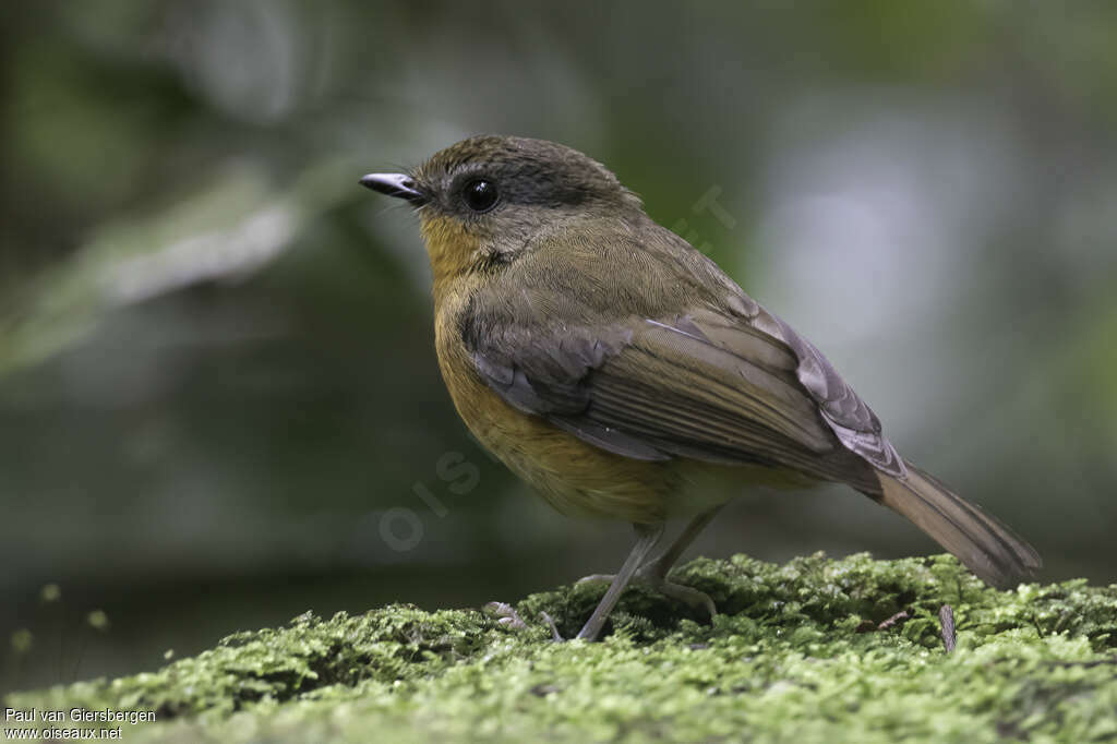 Equatorial Akalatadult, identification