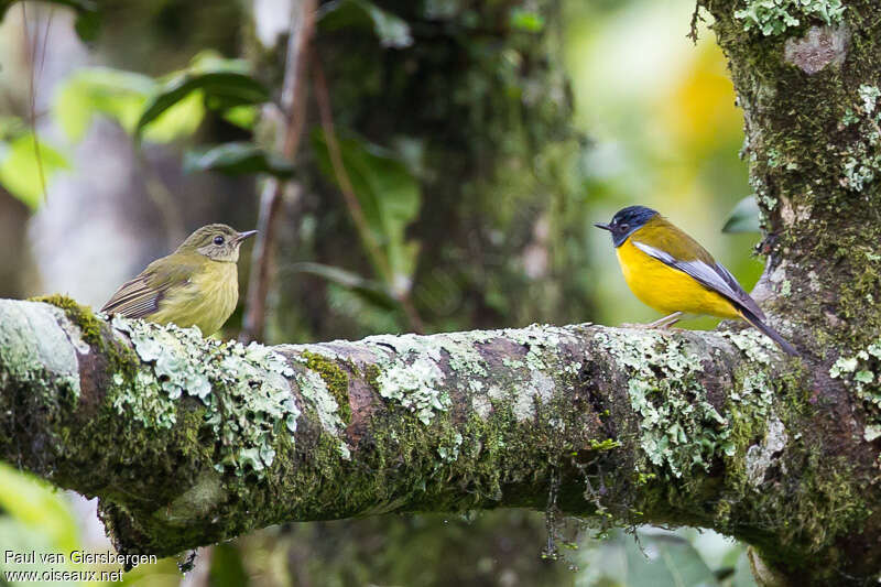 White-starred Robin, habitat, pigmentation