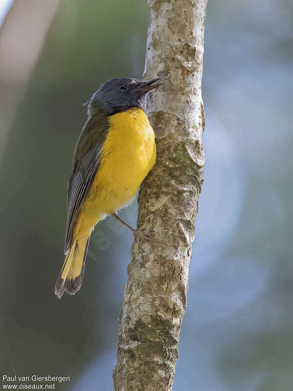 White-starred Robinadult, pigmentation, Behaviour