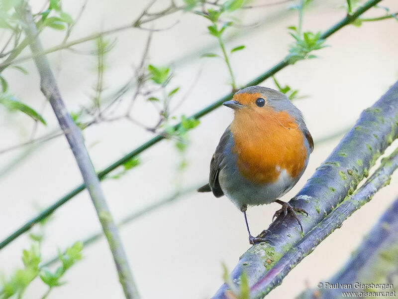 European Robin