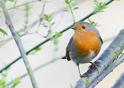 European Robin