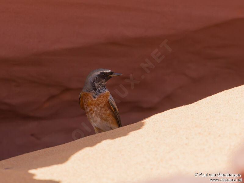 Common Redstart