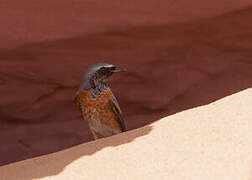 Common Redstart