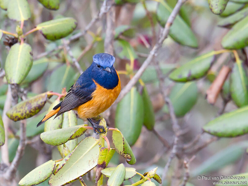 Blue-fronted Redstart