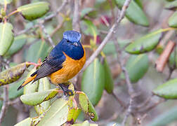 Blue-fronted Redstart