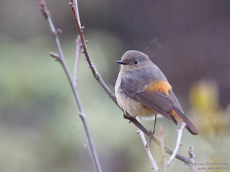 Blue-fronted Redstart