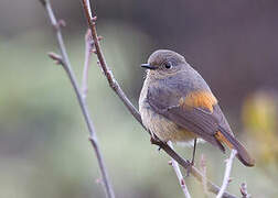 Blue-fronted Redstart