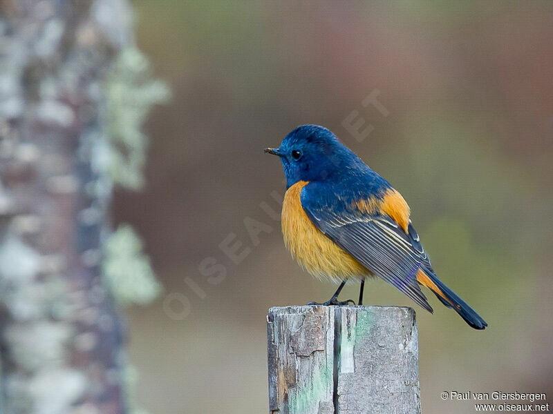 Blue-fronted Redstart