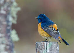 Blue-fronted Redstart