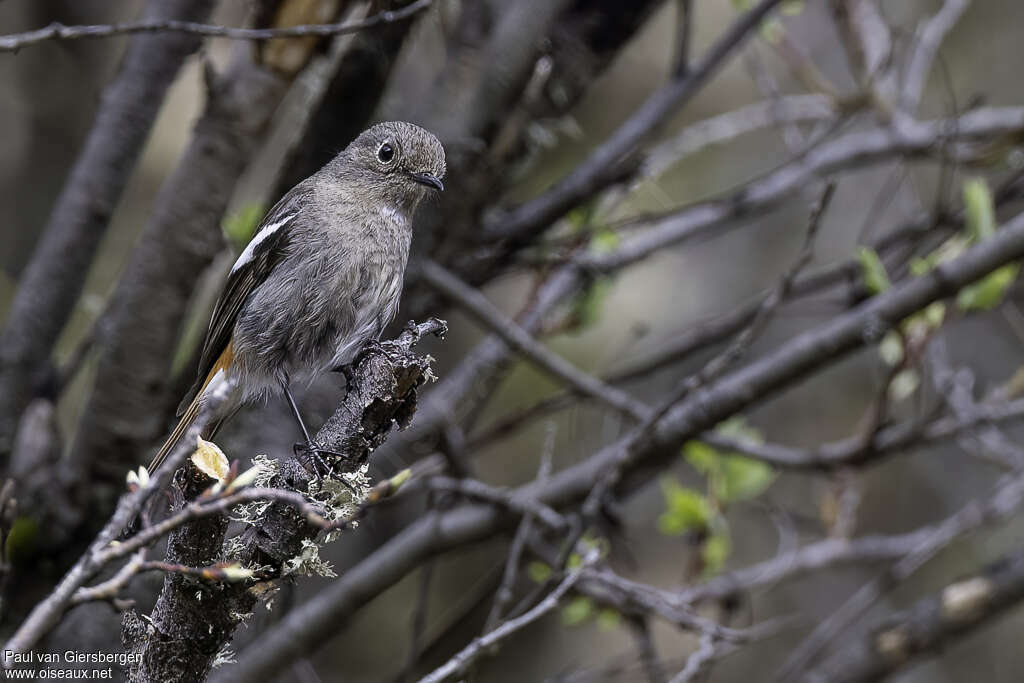 White-throated Redstart female adult