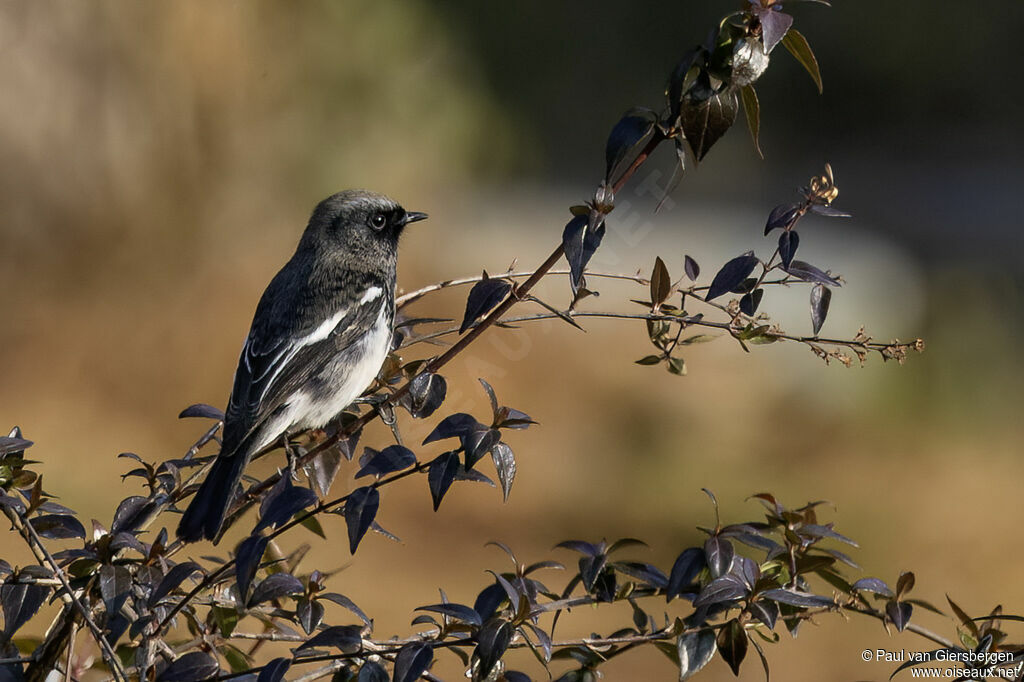 Blue-capped Redstart