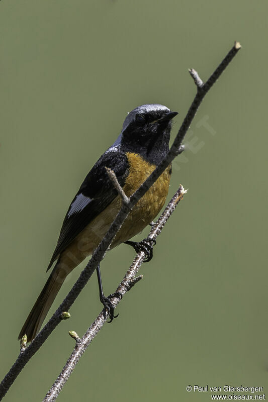 Daurian Redstart male adult