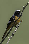 Daurian Redstart