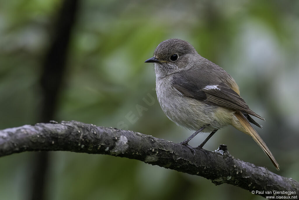 Daurian Redstartadult