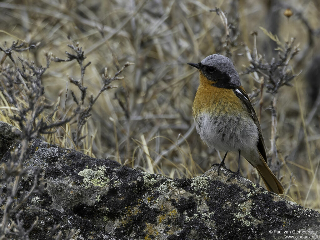 Eversmann's Redstart male adult