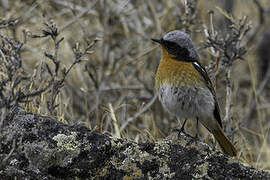 Eversmann's Redstart