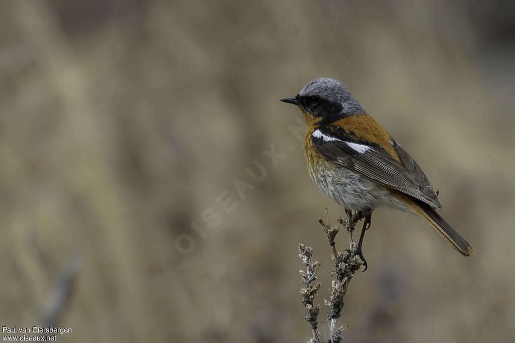 Eversmann's Redstart male adult