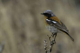 Eversmann's Redstart