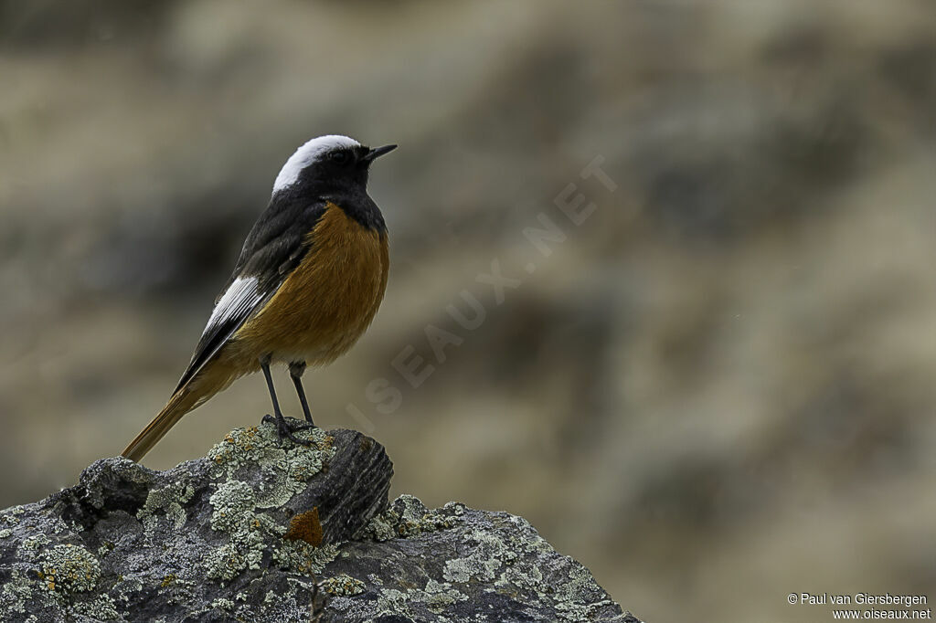 Güldenstädt's Redstart male adult