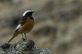 Güldenstädt's Redstart