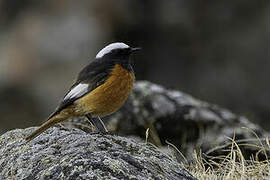 Güldenstädt's Redstart